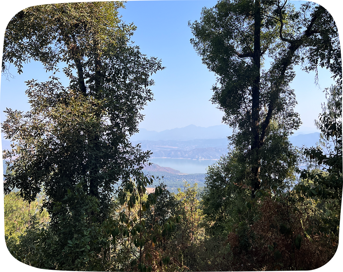 BAÑO DE BOSQUE