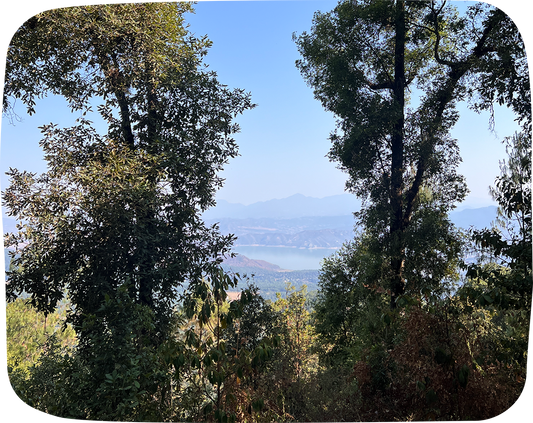 BAÑO DE BOSQUE