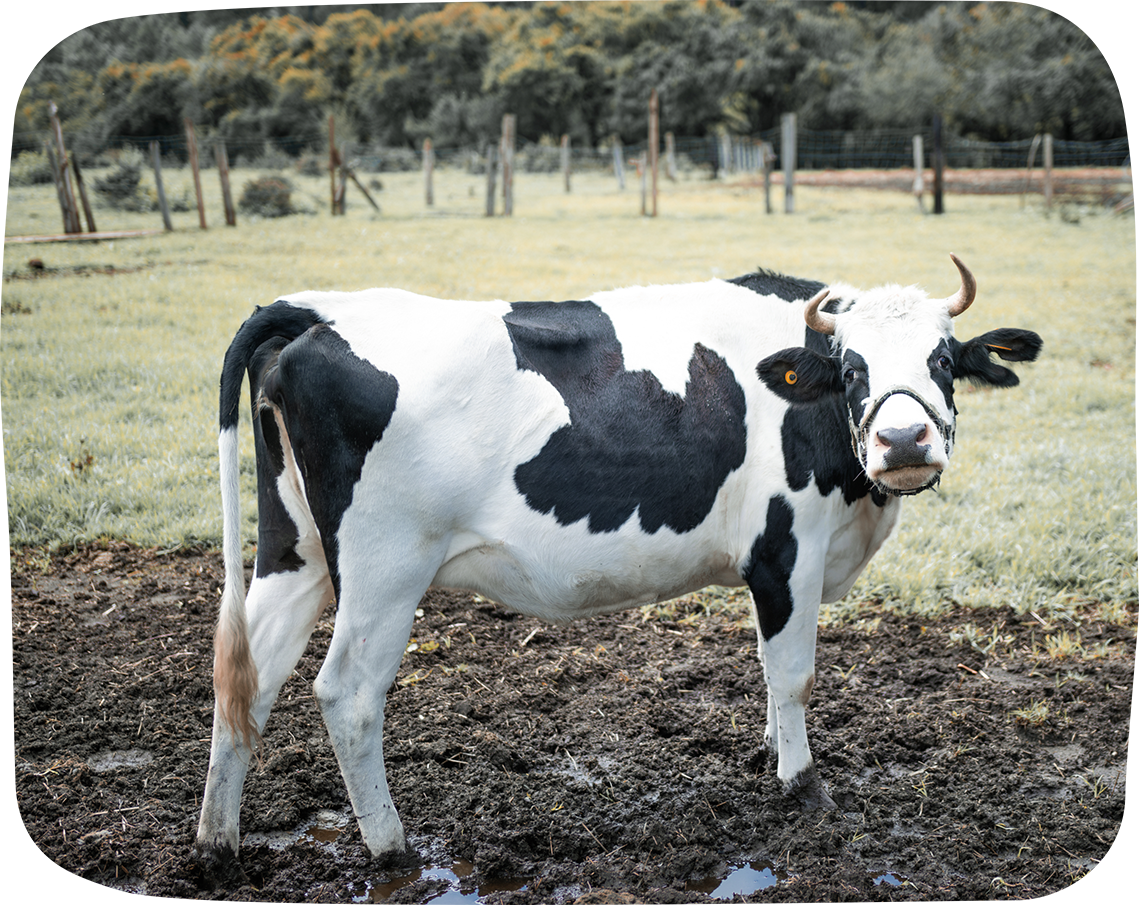 CINE DE LAS VACAS