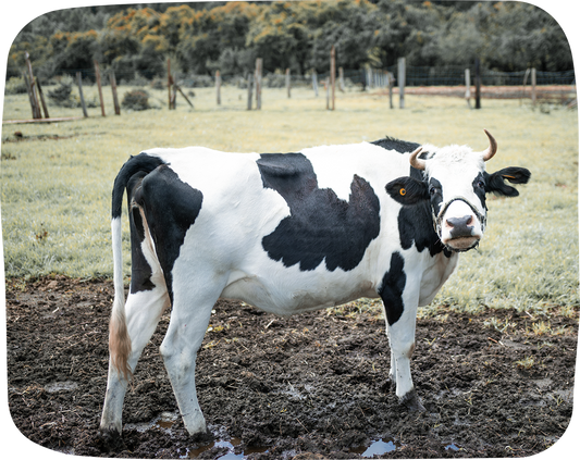 CINE DE LAS VACAS